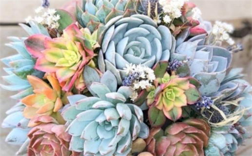 1月27日出生是哪个星座详细解析与性格特点