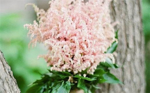 12生肖鼠年运程_十二生肖鼠年运势