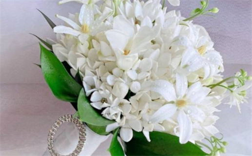 揭秘擦亮眼睛的生肖代表及其寓意解析